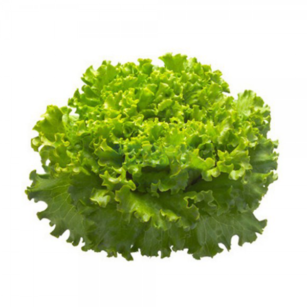 LECHUGA X UNIDAD